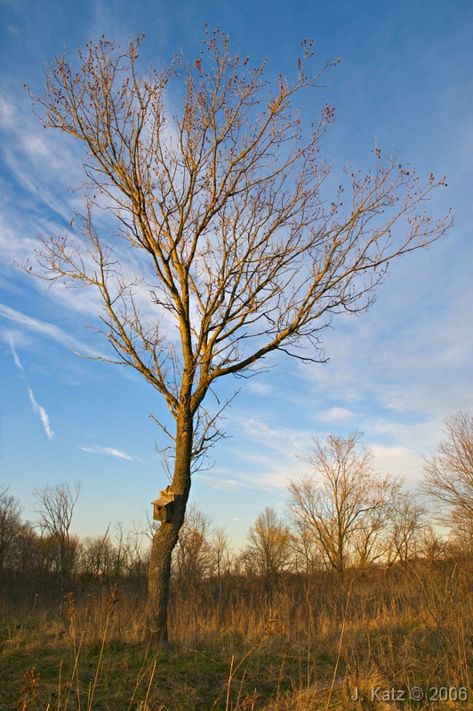 The Tree 